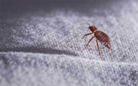 How To Keep Bedbugs Away With Dryer Sheets